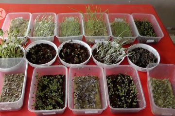 Budi daya sayuran dengan teknik microgreens