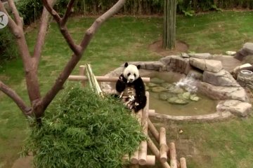 Panda China raksasa melahirkan di kebun binatang Korea Selatan