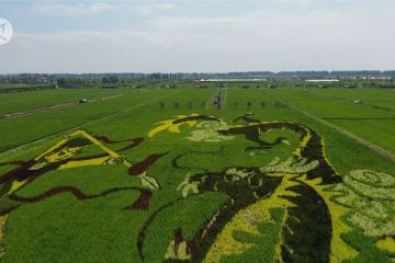 Petani di Ningxia, gunakan seni padi untuk pikat wisatawan