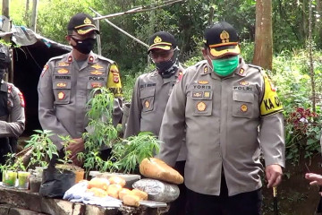 Polres Cimahi sergap pemilik ladang ganja seluas 1 hektare