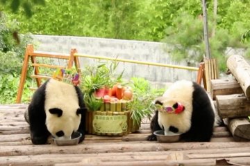 Perayaan ultah pertama panda raksasa kembar di Shaanxi
