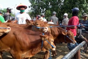 Penjualan hewan kurban di Ngawi turun hingga 50 persen