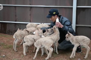 Kisah pemuda China rawat 11 bayi antelop Tibet