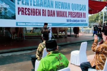 Masjid Istiqlal terima sapi kurban dari Presiden Joko Widodo