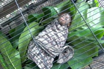 Penyerahan bayi orangutan kepada BKSDA Sampit