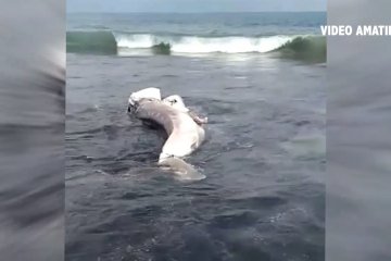 Dalam 2 hari 3 hiu paus terdampar di pantai Jember