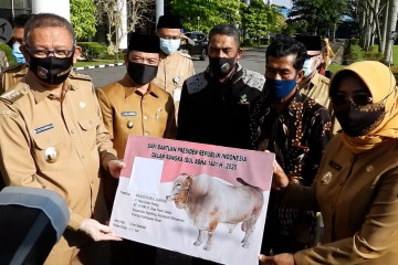Gubernur Kalbar serahkan hewan kurban bantuan Presiden