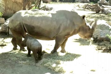 Kebun Binatang Chili sambut kehadiran bayi badak
