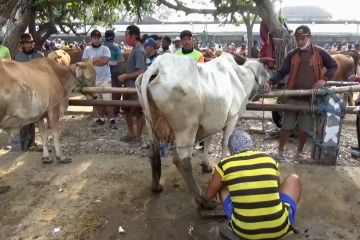 Penjaja jasa salon hewan kurban di Kabupaten Ngawi