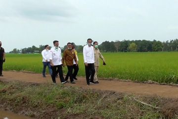 Presiden tinjau food estate di Kalimantan Tengah