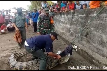 Seekor buaya dievakuasi dari Pantai Ciparay Serang