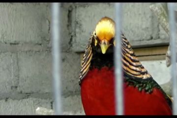 Beternak ayam hias berbulu indah