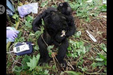 Cerita operasi penyelamatan bayi gorila di Virunga
