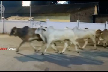 Lepas dari truk, 19 ekor sapi berlarian di Pelabuhan Merak