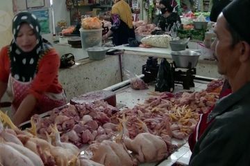 Pasokan berkurang, harga daging ayam merangkak naik