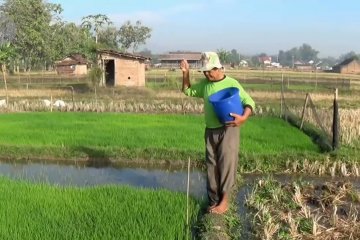 Pupuk subsidi kurang, petani di Magetan terpaksa beli pupuk nonsubsidi