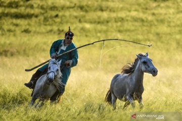 Atraksi budaya menangkap kuda