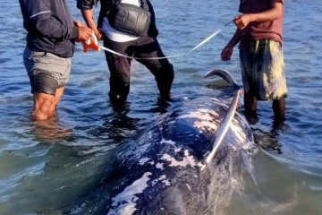 Paus pilot terdampar dan mati di kawasan pantai Sabu Raijua