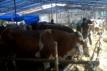 DKP3 Kota Sukabumi temukan daging sapi tak layak konsumsi