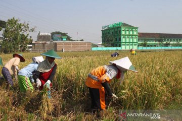 Alih fungsi lahan lumbung padi