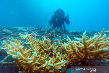 Menristek: Lindungi kekayaan terumbu karang Indonesia