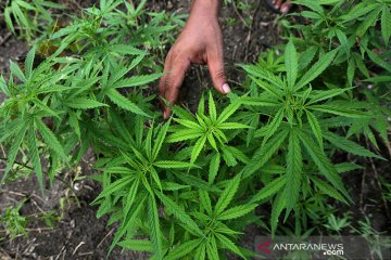 Thailand akan revisi UU narkotika untuk perluas produksi ganja