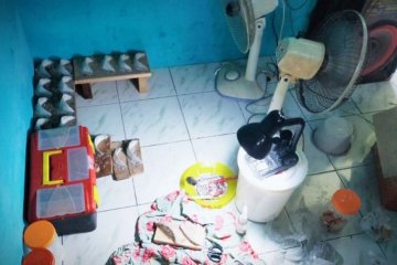 Penipuan sarang walet berbahan mie soun di Kotawaringin Timur