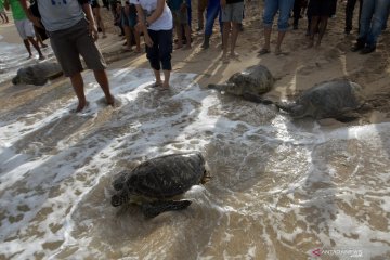 Pelepasan penyu sitaan di Pantai Kuta