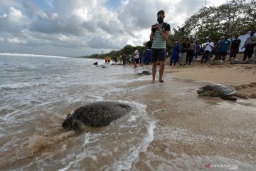 Polda Bali lepasliarkan 25 penyu sitaan di Pantai Kuta