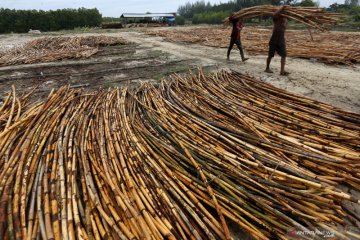 Permintaan rotan untuk bahan baku furnitur mulai meningkat