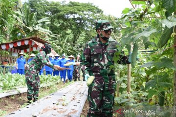 Panen lagi, kebun pangan Lantamal VIII bagi sayur gratis untuk warga