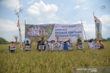 Program kemitraan tingkatkan produksi pertanian di Jember