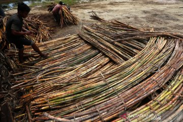 Rotan untuk kebutuhan furnitur