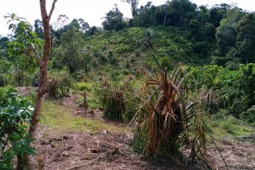 Pulahan gajah liar obrak-abrik kebun warga di Aceh Jaya