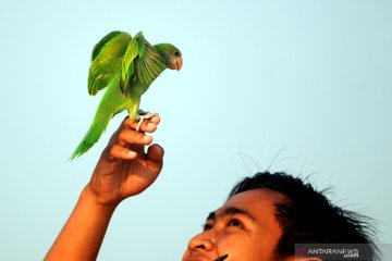 Melatih terbang burung paruh bengkok