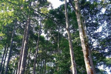FAO dukung produksi, perdagangan kayu legal di Indonesia