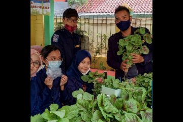 Kelurahan Manggarai Selatan panen perdana sayuran hidroponik