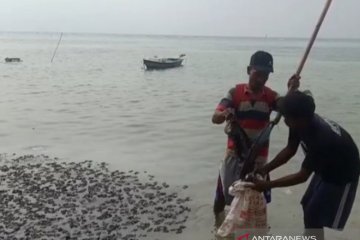 280 kantong limbah minyak mentah dikumpulkan dari Pulau Pari