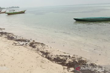 Tumpahan minyak mentah penuhi pesisir pantai Pulau Pari