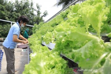 Warga jadikan atap rumah kebun hidroponik, untung jutaan