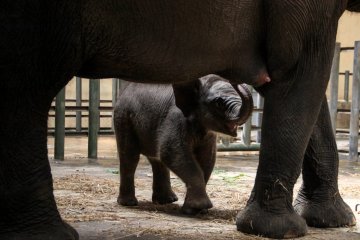 Taman Safari Prigen Pasuruan tambah koleksi gajah sumatera