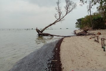Walhi desak pengambil kebijakan tangani limbah minyak di Pulau Pari