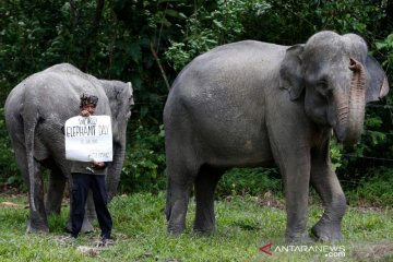Hari Gajah Sedunia