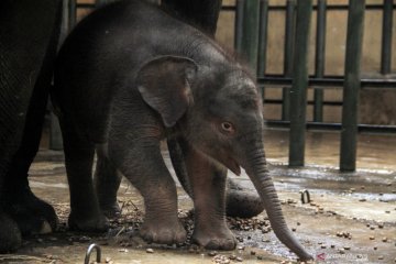 Kelahiran bayi gajah sumatera di Taman Safari Prigen