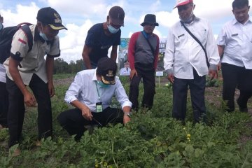 Kelompok Tani Bangka Tengah berhasil panen semangka di lahan kritis