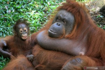 Kelahiran bayi Orangutan Kalimantan