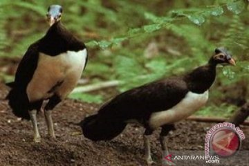 Menyelamatkan Burung Maleo dari kepunahan