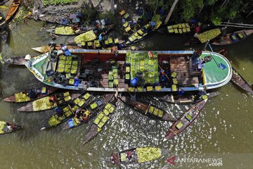 Panen jambu biji di pasar apung Bangladesh