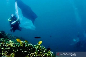 Konvoi bendera bawah laut Raja Ampat memeriahkan HUT RI