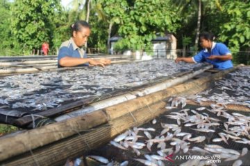 Dengan dana desa, komoditas teri geliatkan ekonomi Hadakewa NTT